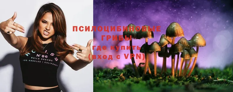 Галлюциногенные грибы Psilocybe  Кедровый 